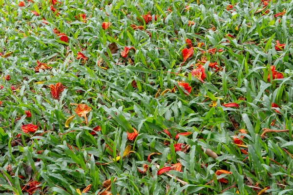 Champ Fleurs Fleurs Rouges Dans Champ Vert Été — Photo