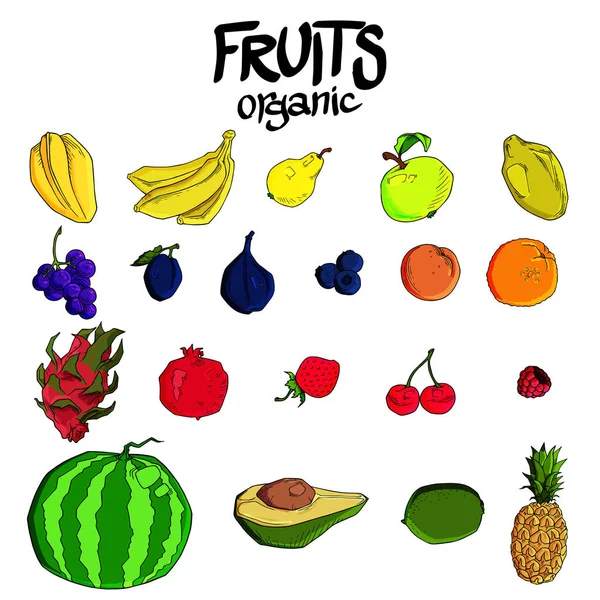 Vector Set Different Hand Drawn Fruit — Stock Vector