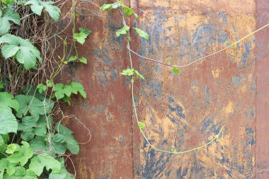 Eski paslı metal çit vahşi yeşil sarmaşık ile dolaşık