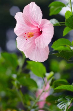Harika pembe Hibiscus çiçek closeup Park