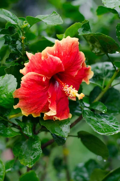 Korku veren kırmızı Hibiscus çiçek closeup Park — Stok fotoğraf