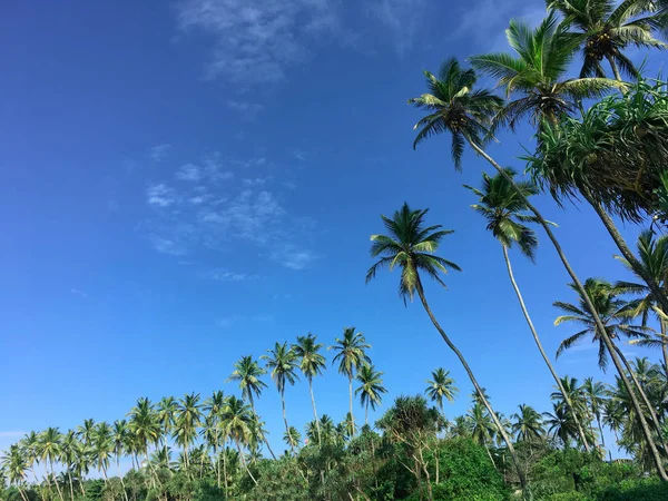 Caribbean sea and coconut palm on blue sky — Stock Photo, Image