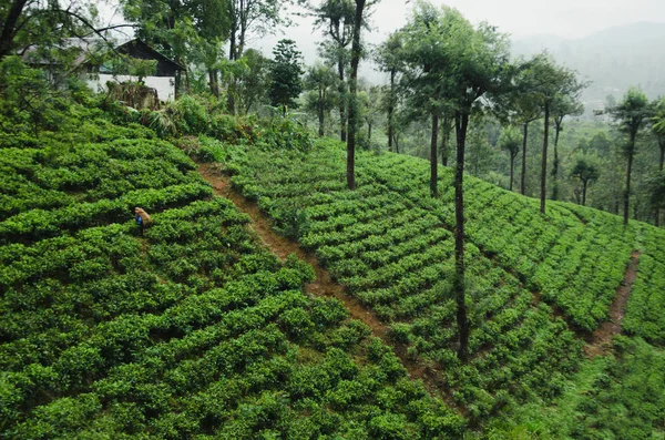 Krásný pohled na čajové plantáže v Nuwara Eliya — Stock fotografie