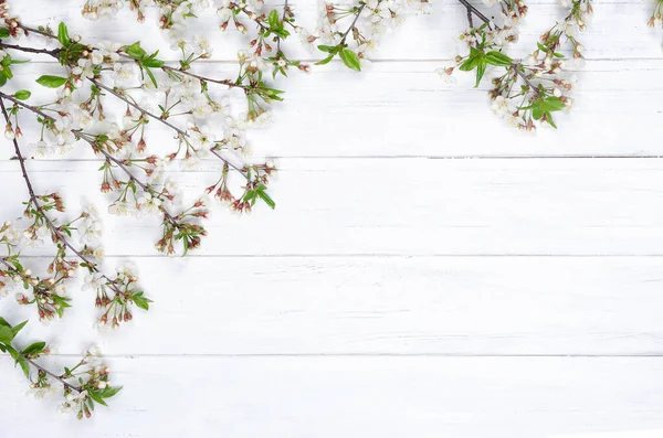 Frische Kirschblüten Auf Weiß Gestrichenen Holzplanken Kopierraum — Stockfoto