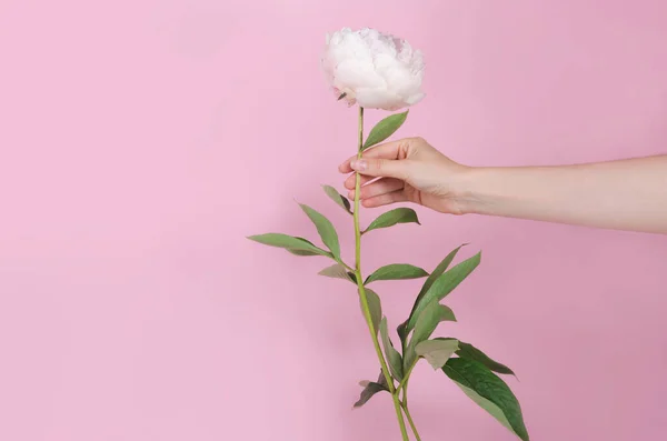 Vit Färsk Fluffig Pion Blomma Handen Rosa Bakgrund — Stockfoto