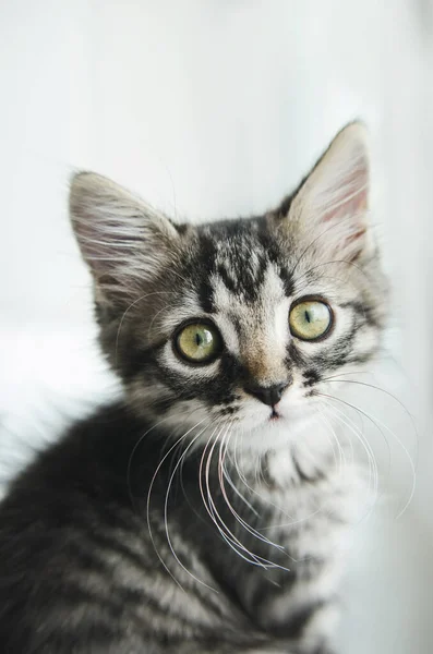 Striped pet cat with green eyes looking at camera — Stock Photo, Image