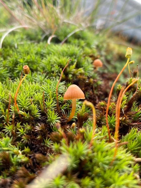 Little Cute Mushroom Wild Nature Close — Stock Photo, Image