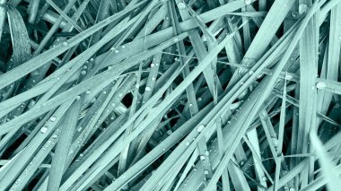 Yeşil çimenlere küçük yağmur damlaları