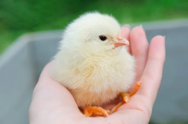 Baby chicken sitting in human hands — Stock Photo, Image