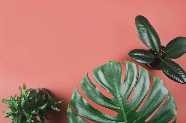Exotischer Tropischer Pflanzenrahmen Mit Monstera Und Ficus Auf Rotem Hintergrund — Stockfoto