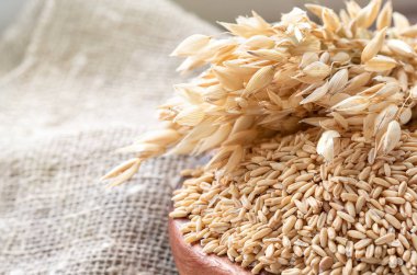 Kulakları yulaf ve yulaf, kepekli tahıllar kase masada. Çiğ taneleri yulaf lapası için