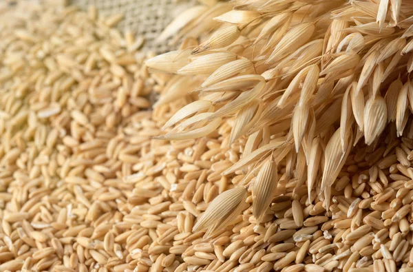 Sağlıklı beslenme kavramı. Yulaf spikelets ve yulaf kepekli tahıllar.