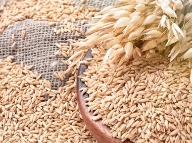 Kulakları yulaf ve yulaf, kepekli tahıllar kase masada. Çiğ taneleri yulaf lapası için