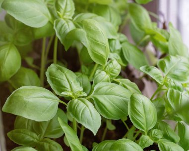 Fesleğen taze, yeşil. Hafif bir arka plan üzerinde yeşil fesleğen. Gıda arka plan. Bir sürü fesleğen.
