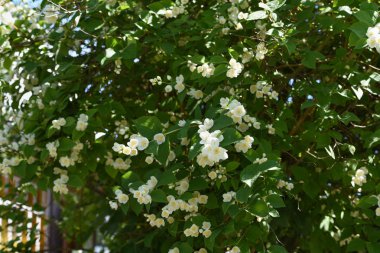 Bahar aylarında kiraz çiçekleri Çiçeklenme, makro güneşli backgro