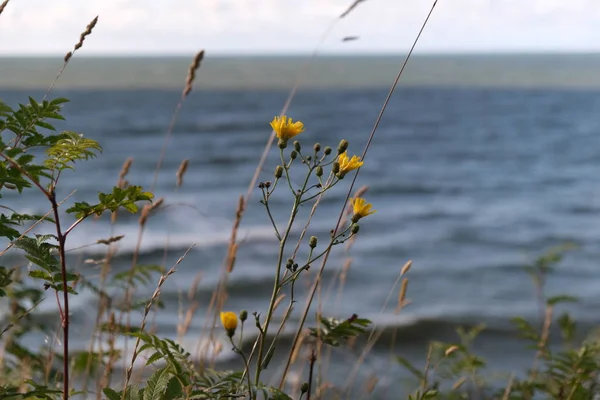 View of storm seascape. Yellow flowers on the background Sea wav