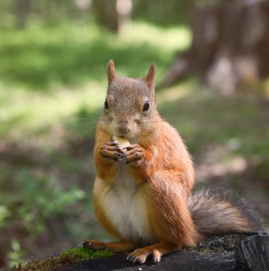 Parktaki bir sincap bir kütüğün üzerinde oturur ve bir fındık yer.