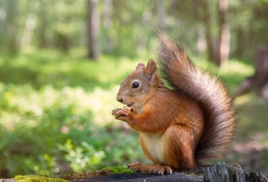 Parktaki bir sincap bir kütüğün üzerinde oturur ve bir fındık yer.