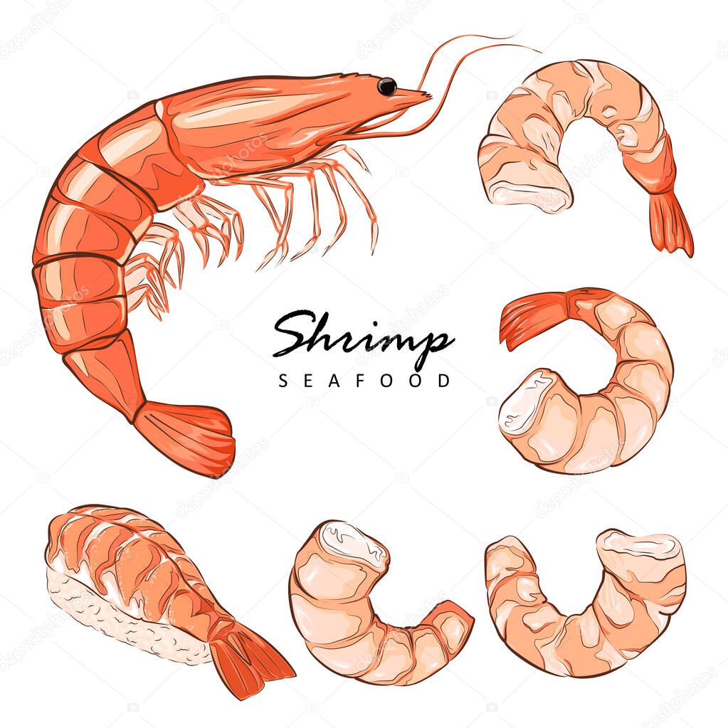 Collection boiled shrimp, shrimps without shell, shrimp meat. Shrimp prawn icons set. Boiled Shrimp drawing on a white background.