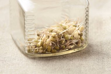 Fasulye filizi. Nötr arka plan. Cam kavanoz.