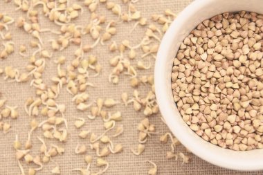 Buğday tahıl. Nötr arka plan. Filizlenir. Beyaz tabak.