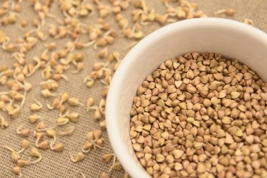 Buğday tahıl. Nötr arka plan. Filizlenir. Beyaz tabak.