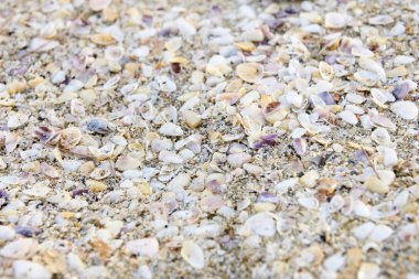 Küçük deniz kabuklarını. Parlak kum. Beach.