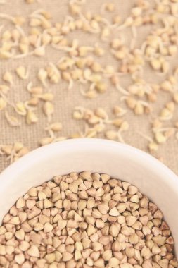 Buğday tahıl. Filizlenir. Nötr arka plan. Beyaz tabak.