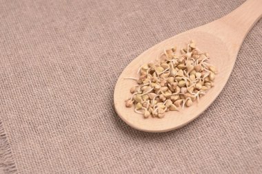 Buğday filizi. Nötr arka plan. Tahta kaşık.