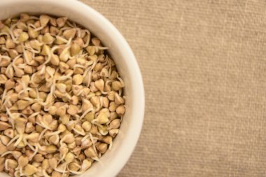 Buğday filizi. Beyaz tabak. Nötr arka plan.