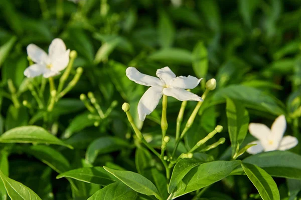 Verduras Suculentas Brilhantes Pequenas Flores Brancas — Fotografia de Stock