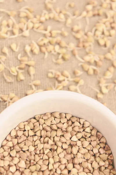 Buğday tahıl. Filizlenir. Nötr arka plan. Beyaz tabak.