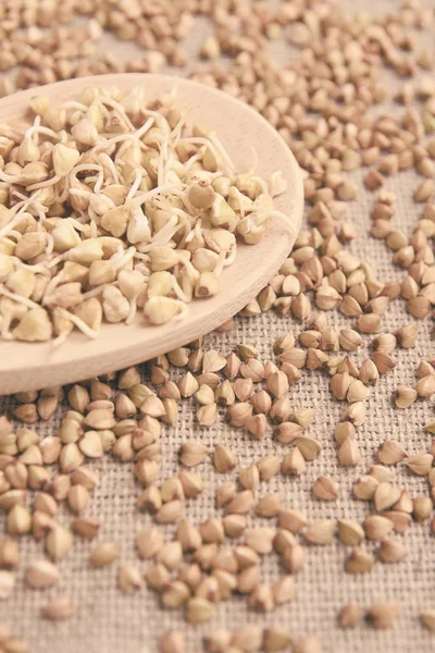 Buğday filizi. Tahıl tahıllar. Doğal arka plan.