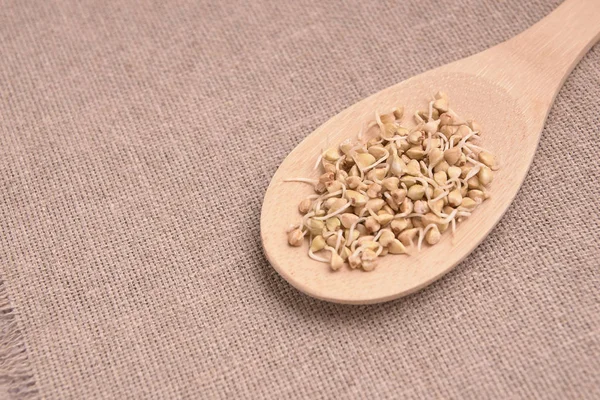 Buğday filizi. Nötr arka plan. Tahta kaşık.