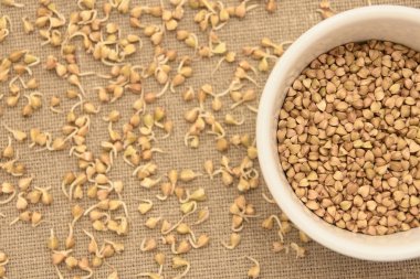 Buğday tahıl. Filizlenir. Nötr arka plan. Beyaz tabak.