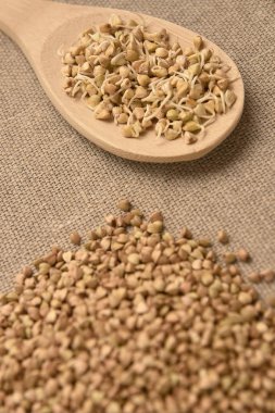 Buğday tahıl. Fasulye filizi. Sağlıklı gıda. Doğal arka plan.