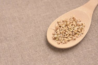 Nötr arka plan. Buğday filizi. Tahta kaşık.