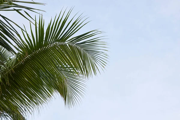 Zelené Palmy Jasně Modré Obloze — Stock fotografie