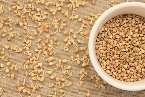 Buğday tahıl. Filizlenir. Nötr arka plan. Beyaz tabak.