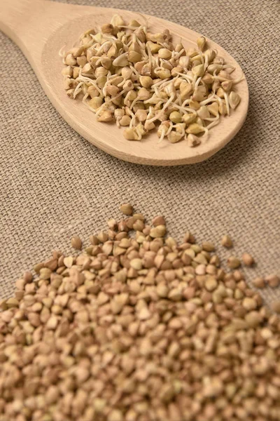 Buğday tahıl. Fasulye filizi. Sağlıklı gıda. Doğal arka plan.