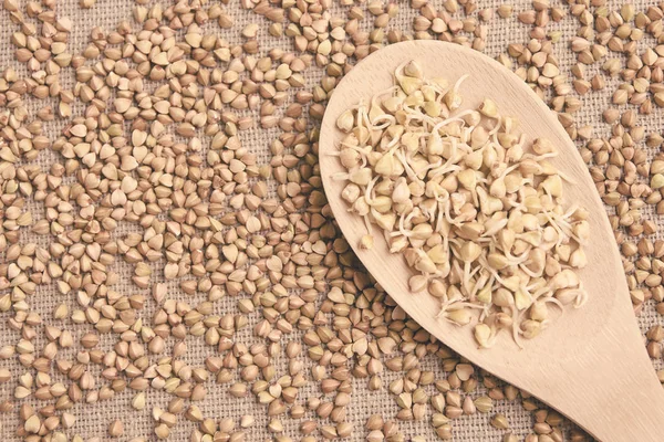 Buğday lapası. Tahta kaşık. Mısır gevreği filizlenir. Kahverengi zemin.