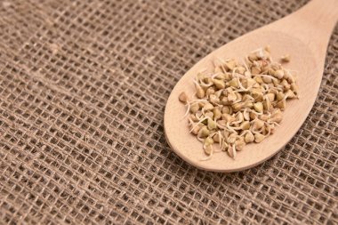 Nötr arka plan. Tahta kaşık. Buğday filizi.