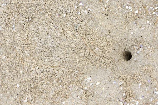 Nora yengeç. Parlak kum. Beach.