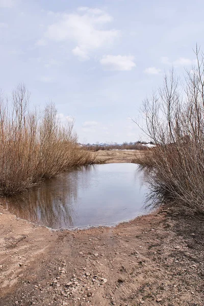 Yüksek kuru ot. Gri gökyüzü.
