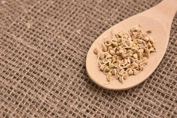 Nötr arka plan. Tahta kaşık. Buğday filizi.