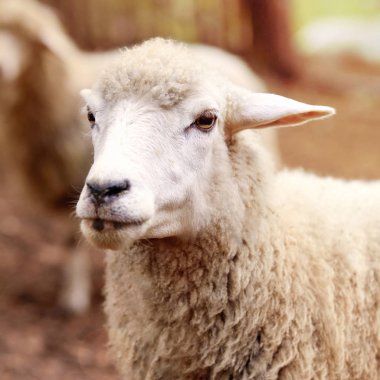 koyun çiftliği tarım hayvan.