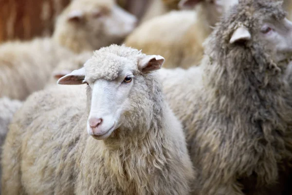 Hocico Oveja Aire Libre Animales Agricultura Pie Mirando Fijamente — Foto de Stock