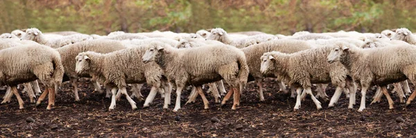 Trauriger Maulkorb Für Schafe Gruppe Wolle Landwirtschaft Wiese Tier — Stockfoto