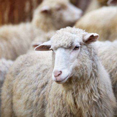 Koyun açık havada namlu. Ayakta ve bakan üreme tarım hayvan.