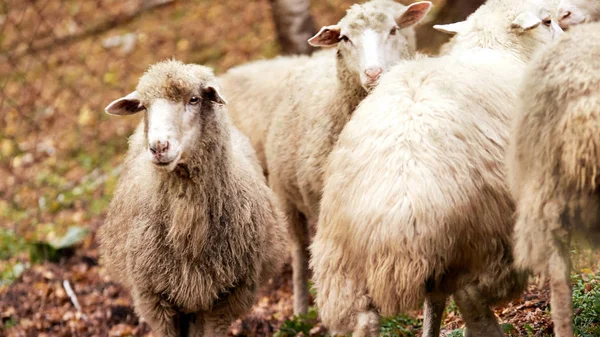 Hocico Oveja Aire Libre Animales Agricultura Pie Mirando Fijamente — Foto de Stock